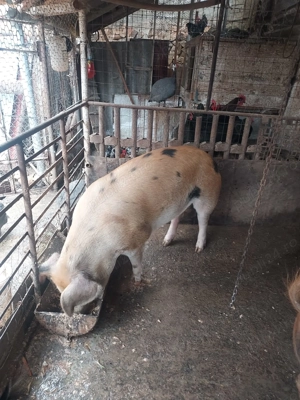 De vânzare porc din gospodărie  - imagine 2