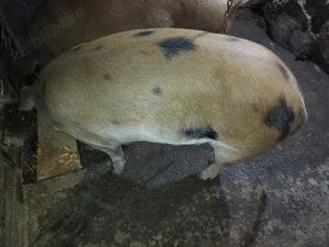 De vânzare porc din gospodărie  - imagine 3