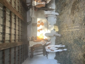 Vând vacă și junincă !