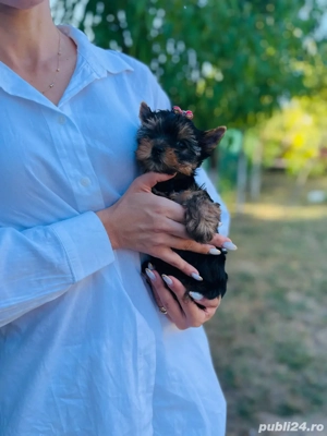 Yorkshire terrier cu pedigree - imagine 3