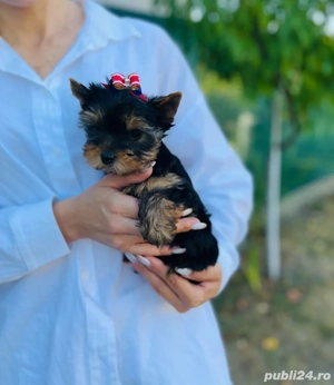 Yorkshire terrier cu pedigree - imagine 2