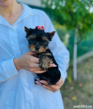 Yorkshire terrier cu pedigree