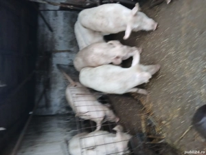 Vand porci cu greutatea 50-200kg