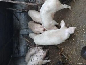 Vand porci cu greutatea 50-200kg - imagine 3