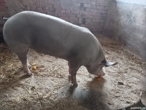 Vând  vier - imagine 4