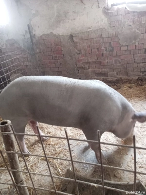 Vând  vier - imagine 2