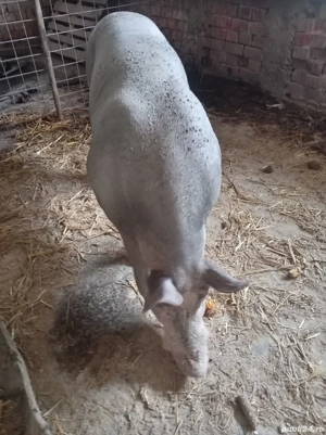 Vând  vier - imagine 3