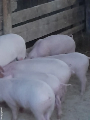 porc.         - imagine 4