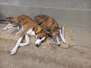 Adopție câine , femela ogar și pui metis ogar 