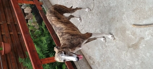 Adopție câine , femela ogar și pui metis ogar  - imagine 3