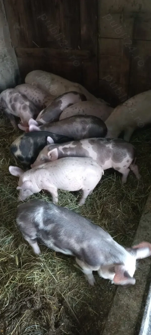 Vând Purcei Castrați și Deparazitați rasa Pietrain Turnu Magurele Preț 650 Lei