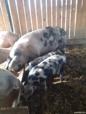 vand porci grasi - imagine 3