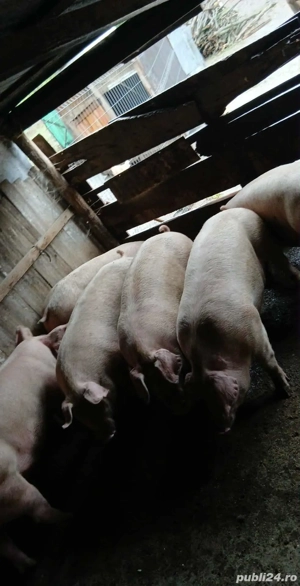 porci între 100-150 kg 