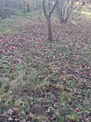 Vând mere nestropite pentru  consum sau țuică