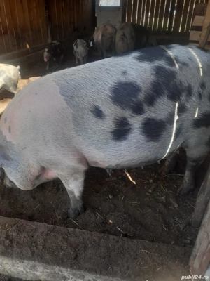 vand porci grasi - imagine 2