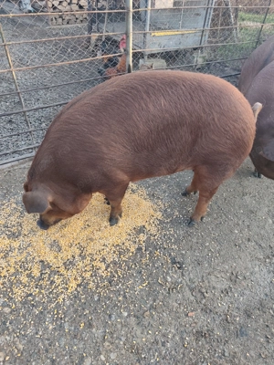 Porci pentru sacrificat! - imagine 2