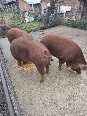 Porci pentru sacrificat! - imagine 3