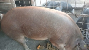 Vând porc de Crăciun, Câlnic, judetul Gorj