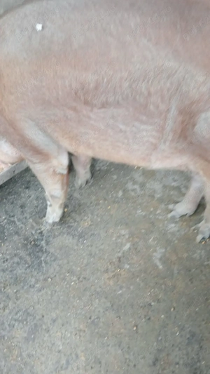 Vând porc de craciun, Câlnic, jud Gorj - imagine 2