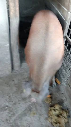 Vând porc de craciun, Câlnic, jud Gorj - imagine 3