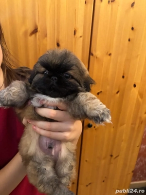 Pechinezi Imperiali - imagine 4