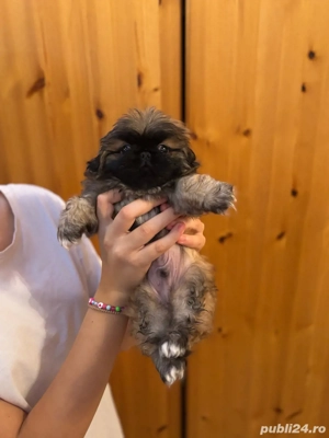 Pechinezi Imperiali - imagine 2