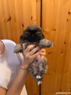 Pechinezi Imperiali - imagine 3