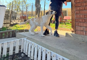 Catei asia centrala  - imagine 2