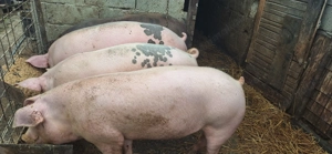 Porci de taiat 17 lei kg 