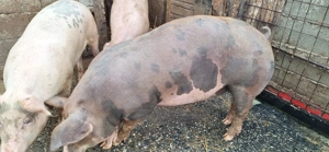 Porci de taiat 17 lei kg  - imagine 4