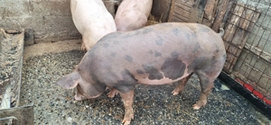 Porci de taiat 17 lei kg  - imagine 2