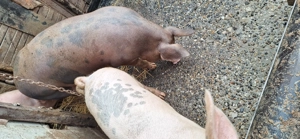 Porci de taiat 17 lei kg  - imagine 3