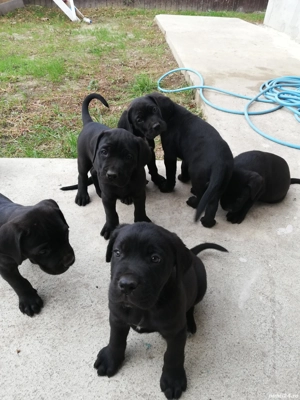 Cane corso talie mare
