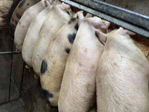 Porci de vânzare  - imagine 3