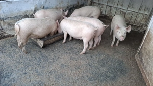 Vănd Porci si purcei