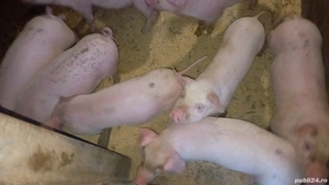 de plecare la alt stăpîn 