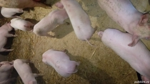 de plecare la alt stăpîn  - imagine 4