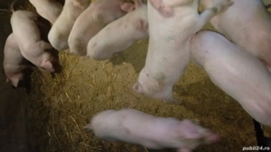 de plecare la alt stăpîn  - imagine 3