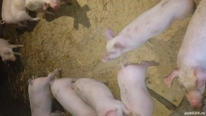 de plecare la alt stăpîn  - imagine 5