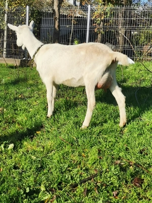 Vând capre de rasă sannen - imagine 2