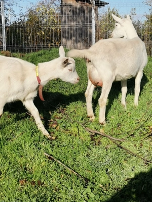 Vând capre de rasă sannen - imagine 3