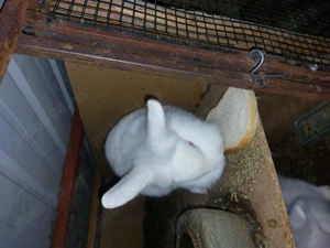 Cap de leu pitic - imagine 2