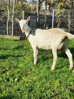 Vând capre de rasă sannen - imagine 4