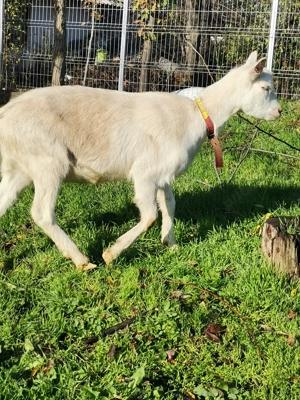 Vând capre de rasă sannen - imagine 5