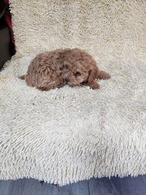 O frumușica !! - imagine 2