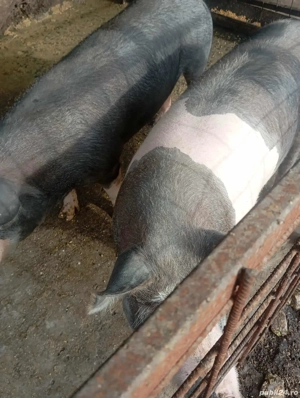 porci de vanzare