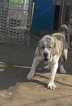 Ursuleții de Asia Centrala 