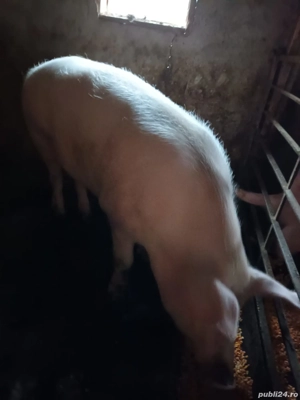 Vând porc pentru sacrificat.