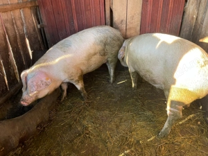 Porci de vanzare - imagine 3