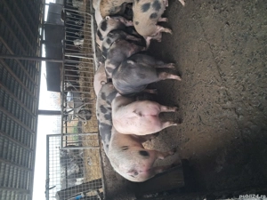 Vand porci de carne - imagine 2